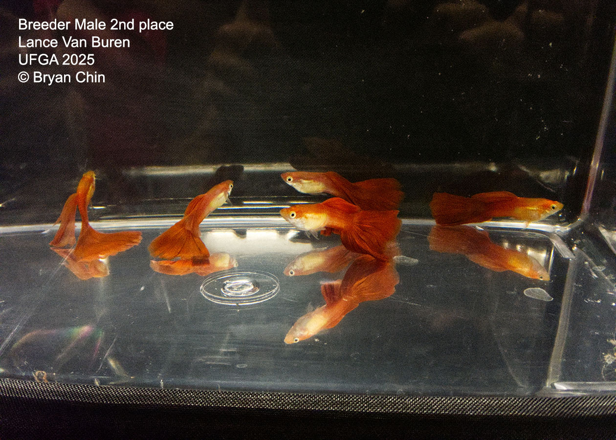 Guppy Breeder Class